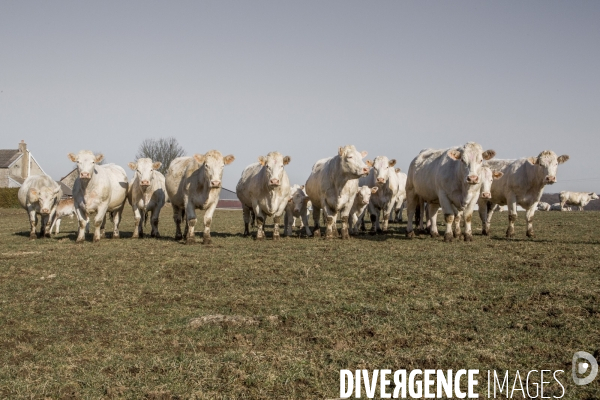 La ferme des Charolaises