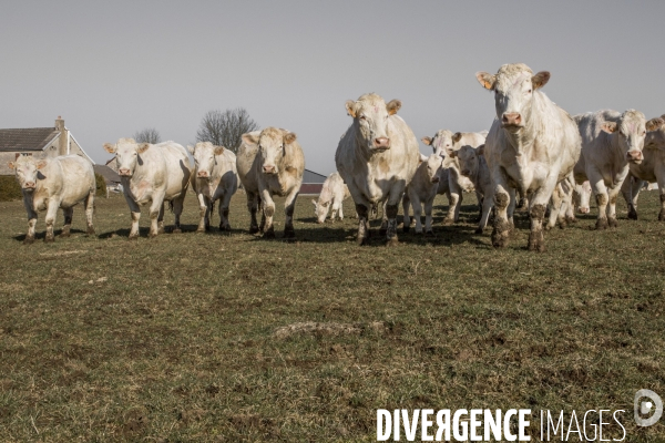 La ferme des Charolaises