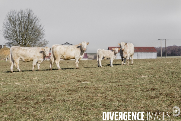 La ferme des Charolaises