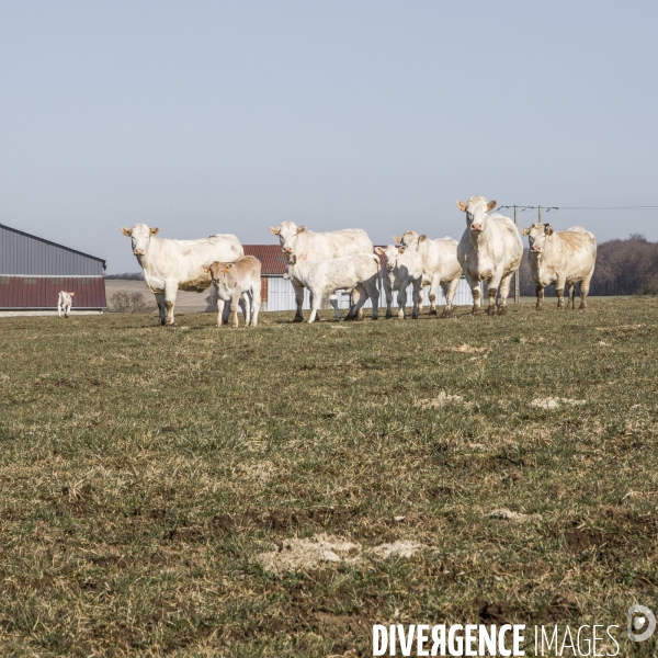 La ferme des Charolaises