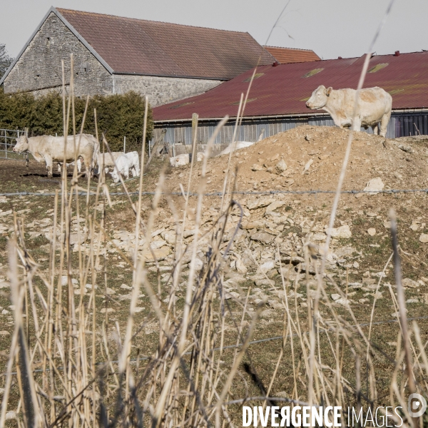 La ferme des Charolaises