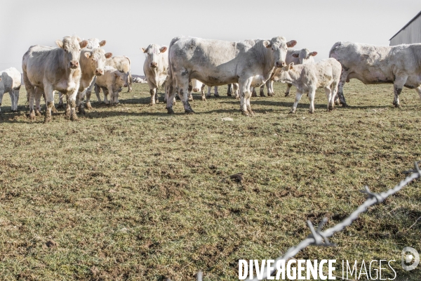 La ferme des Charolaises