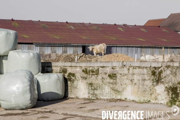 La ferme des Charolaises