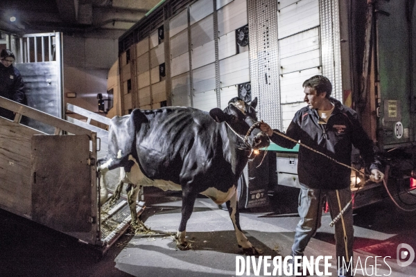 Les coulisses du Salon de l Agriculture #1 - L arrivee des animaux