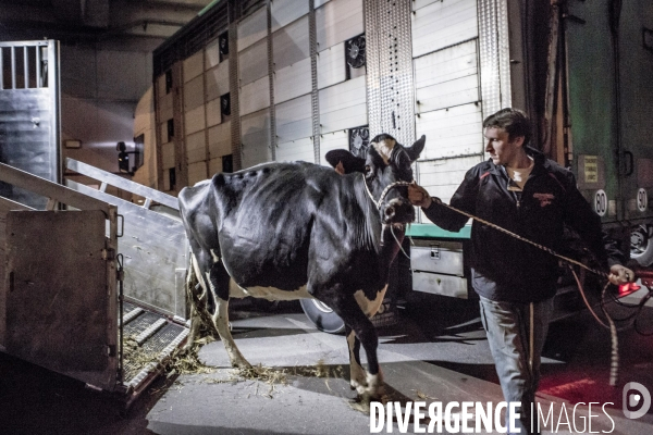 Les coulisses du Salon de l Agriculture #1 - L arrivee des animaux