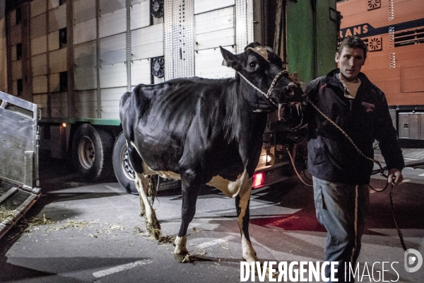 Les coulisses du Salon de l Agriculture #1 - L arrivee des animaux