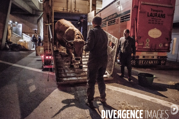 Les coulisses du Salon de l Agriculture #1 - L arrivee des animaux