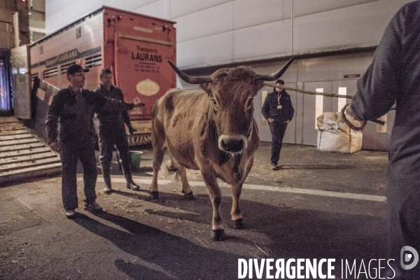 Les coulisses du Salon de l Agriculture #1 - L arrivee des animaux