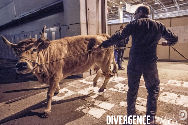 Les coulisses du Salon de l Agriculture #1 - L arrivee des animaux