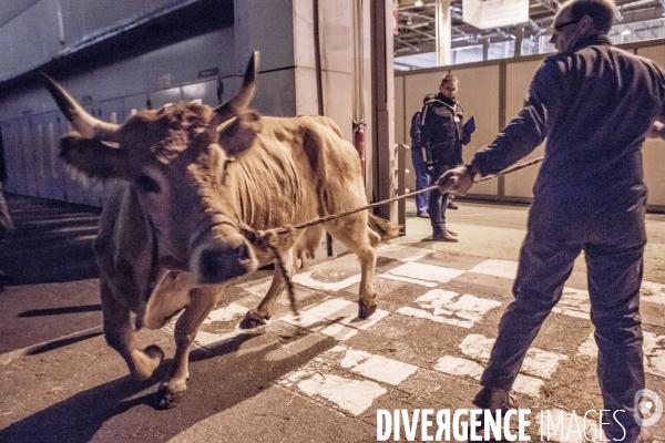 Les coulisses du Salon de l Agriculture #1 - L arrivee des animaux