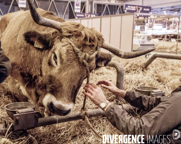 Les coulisses du Salon de l Agriculture #1 - L arrivee des animaux