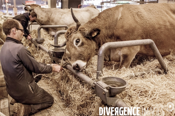 Les coulisses du Salon de l Agriculture #1 - L arrivee des animaux