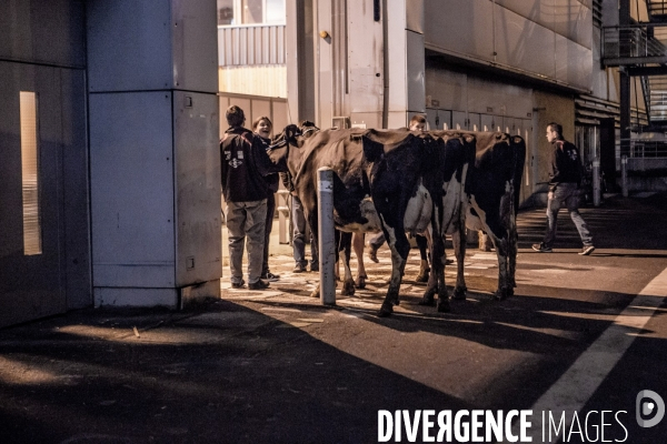 Les coulisses du Salon de l Agriculture #1 - L arrivee des animaux