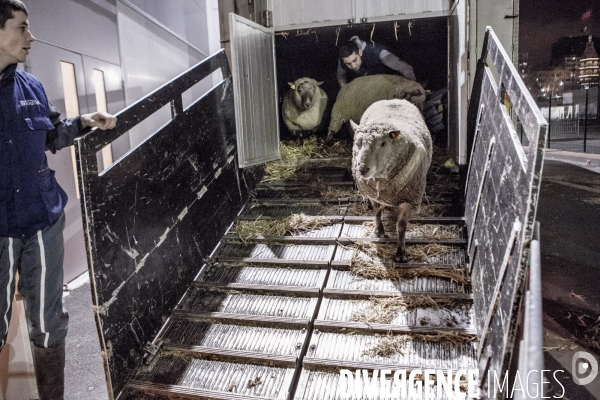 Les coulisses du Salon de l Agriculture #1 - L arrivee des animaux