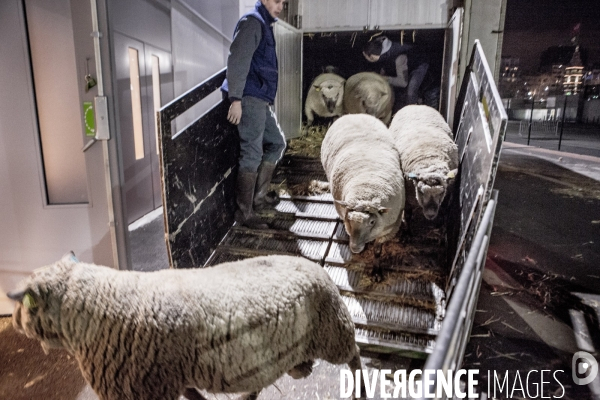 Les coulisses du Salon de l Agriculture #1 - L arrivee des animaux