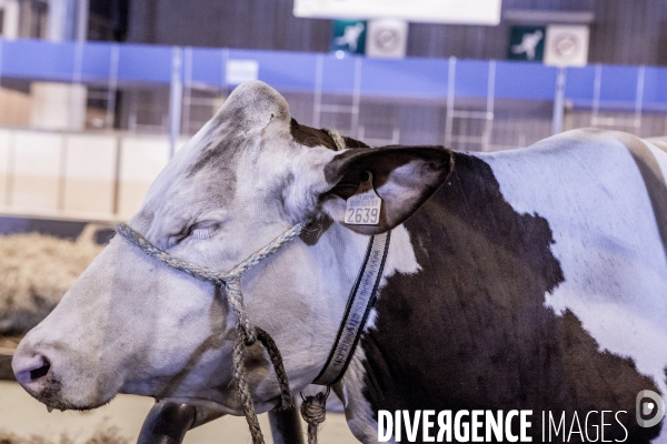 Les coulisses du Salon de l Agriculture #1 - L arrivee des animaux