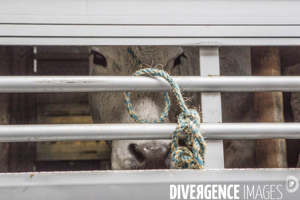 Les coulisses du Salon de l Agriculture #1 - L arrivee des animaux