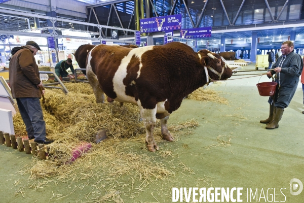 Paris Salon de l Agriculture 2015 : M. Bertrand Salmon et son champion Galant de 1545 kgs