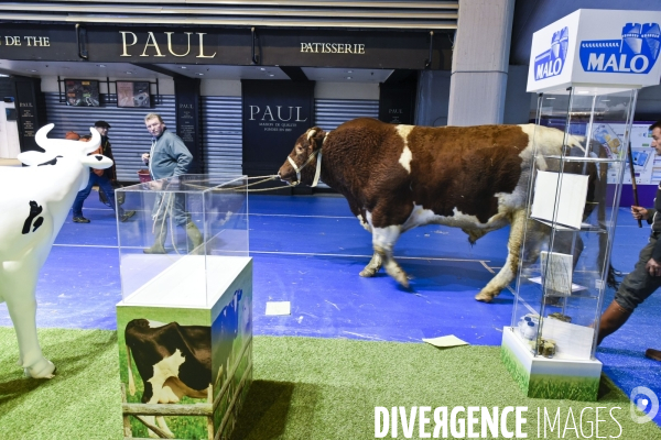 Paris Salon de l Agriculture 2015 : M. Bertrand Salmon et son champion Galant de 1545 kgs