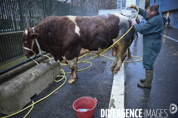 Paris Salon de l Agriculture 2015 : M. Bertrand Salmon et son champion Galant de 1545 kgs