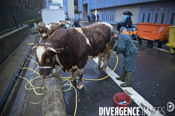 Paris Salon de l Agriculture 2015 : M. Bertrand Salmon et son champion Galant de 1545 kgs