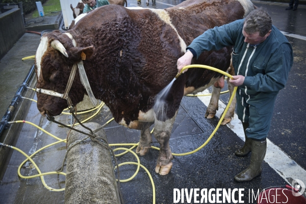 Paris Salon de l Agriculture 2015 : M. Bertrand Salmon et son champion Galant de 1545 kgs