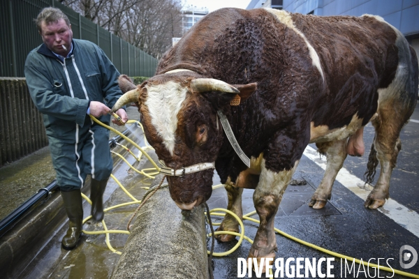 Paris Salon de l Agriculture 2015 : M. Bertrand Salmon et son champion Galant de 1545 kgs