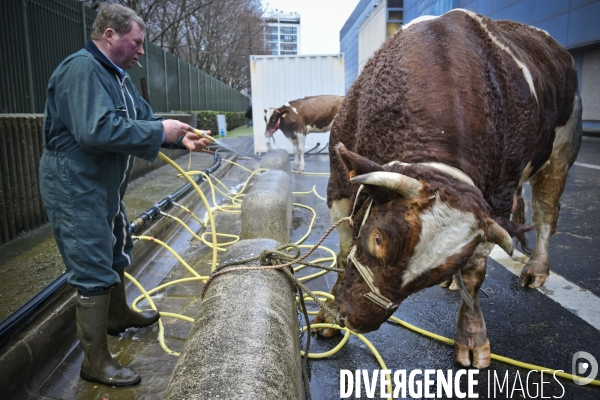 Paris Salon de l Agriculture 2015 : M. Bertrand Salmon et son champion Galant de 1545 kgs