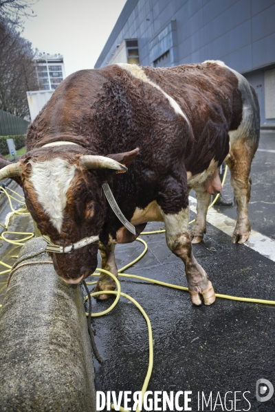 Paris Salon de l Agriculture 2015 : M. Bertrand Salmon et son champion Galant de 1545 kgs