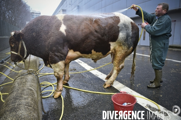 Paris Salon de l Agriculture 2015 : M. Bertrand Salmon et son champion Galant de 1545 kgs