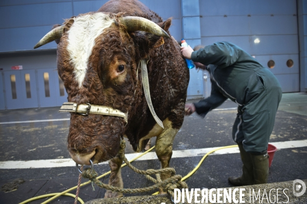 Paris Salon de l Agriculture 2015 : M. Bertrand Salmon et son champion Galant de 1545 kgs