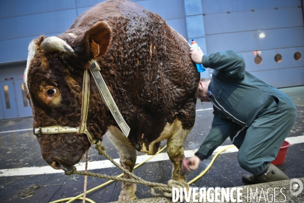 Paris Salon de l Agriculture 2015 : M. Bertrand Salmon et son champion Galant de 1545 kgs