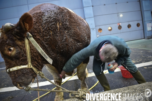 Paris Salon de l Agriculture 2015 : M. Bertrand Salmon et son champion Galant de 1545 kgs