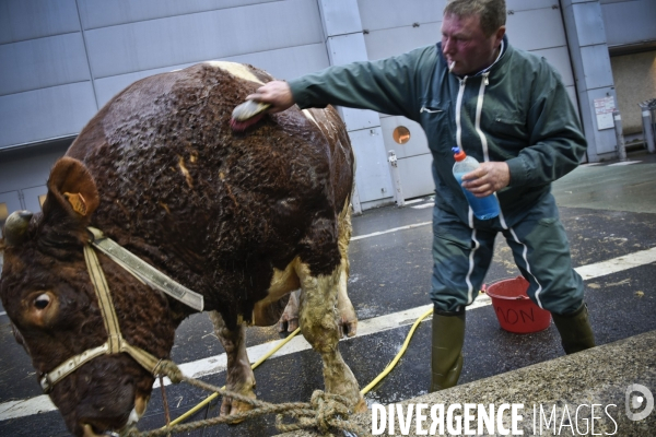 Paris Salon de l Agriculture 2015 : M. Bertrand Salmon et son champion Galant de 1545 kgs