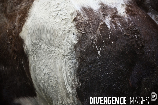 Paris Salon de l Agriculture 2015 : M. Bertrand Salmon et son champion Galant de 1545 kgs