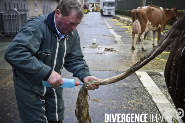 Paris Salon de l Agriculture 2015 : M. Bertrand Salmon et son champion Galant de 1545 kgs