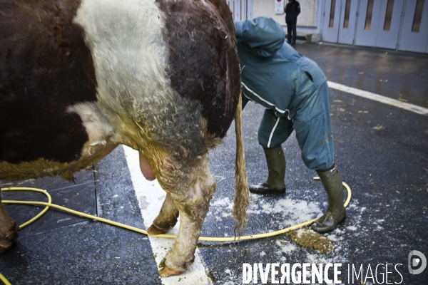 Paris Salon de l Agriculture 2015 : M. Bertrand Salmon et son champion Galant de 1545 kgs