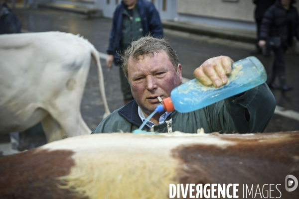 Paris Salon de l Agriculture 2015 : M. Bertrand Salmon et son champion Galant de 1545 kgs