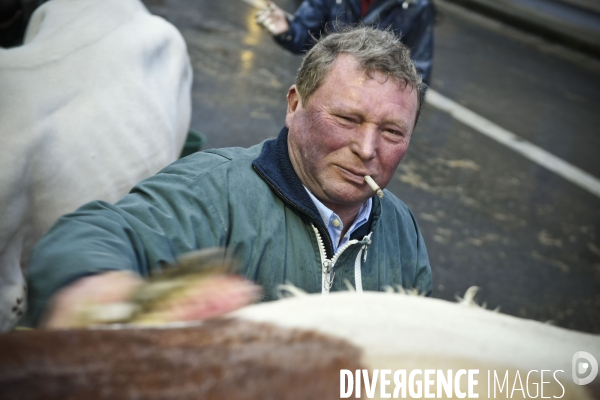 Paris Salon de l Agriculture 2015 : M. Bertrand Salmon et son champion Galant de 1545 kgs