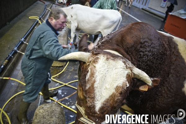 Paris Salon de l Agriculture 2015 : M. Bertrand Salmon et son champion Galant de 1545 kgs