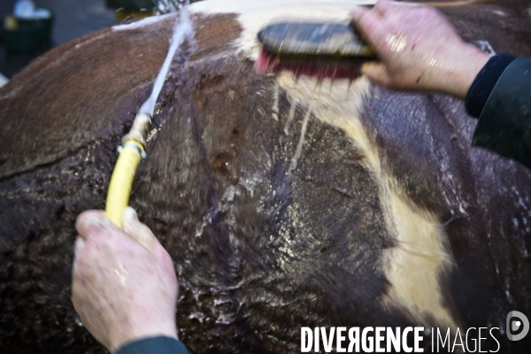 Paris Salon de l Agriculture 2015 : M. Bertrand Salmon et son champion Galant de 1545 kgs