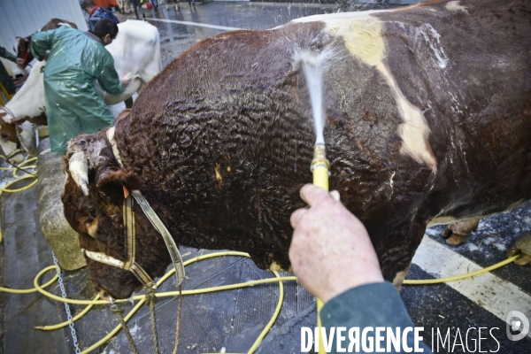 Paris Salon de l Agriculture 2015 : M. Bertrand Salmon et son champion Galant de 1545 kgs