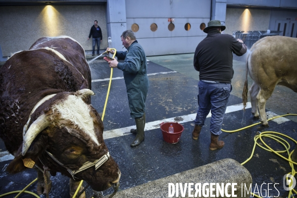 Paris Salon de l Agriculture 2015 : M. Bertrand Salmon et son champion Galant de 1545 kgs