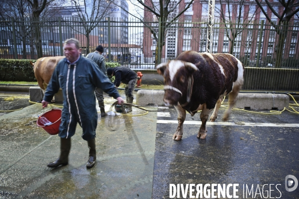 Paris Salon de l Agriculture 2015 : M. Bertrand Salmon et son champion Galant de 1545 kgs