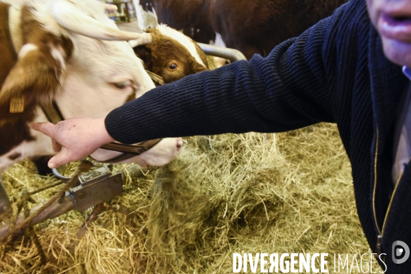 Paris Salon de l Agriculture 2015 : M. Bertrand Salmon et son champion Galant de 1545 kgs