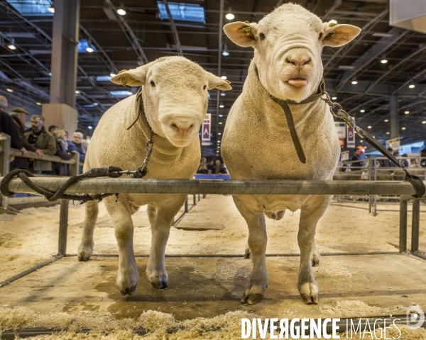 Les coulisses du Salon de l Agriculture #3