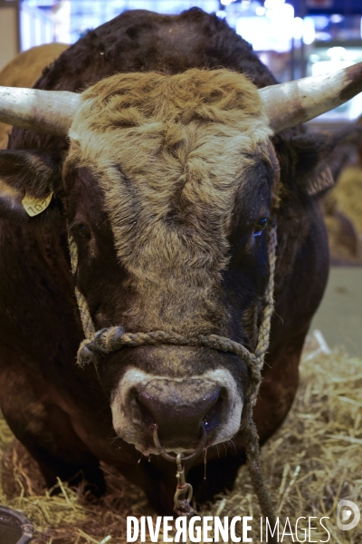 Paris Salon de l Agriculture 2015 : les coulisses à la veille de l ouverture