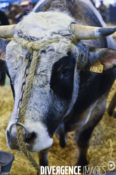 Paris Salon de l Agriculture 2015 : les coulisses à la veille de l ouverture