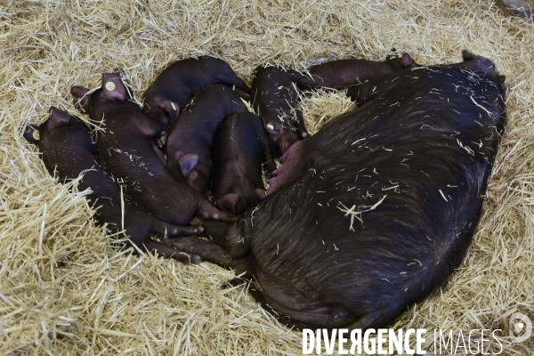 Paris Salon de l Agriculture 2015 : les coulisses à la veille de l ouverture