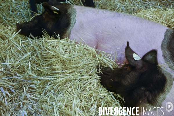 Paris Salon de l Agriculture 2015 : les coulisses à la veille de l ouverture